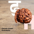 Ganesh Mukhi Rudraksha