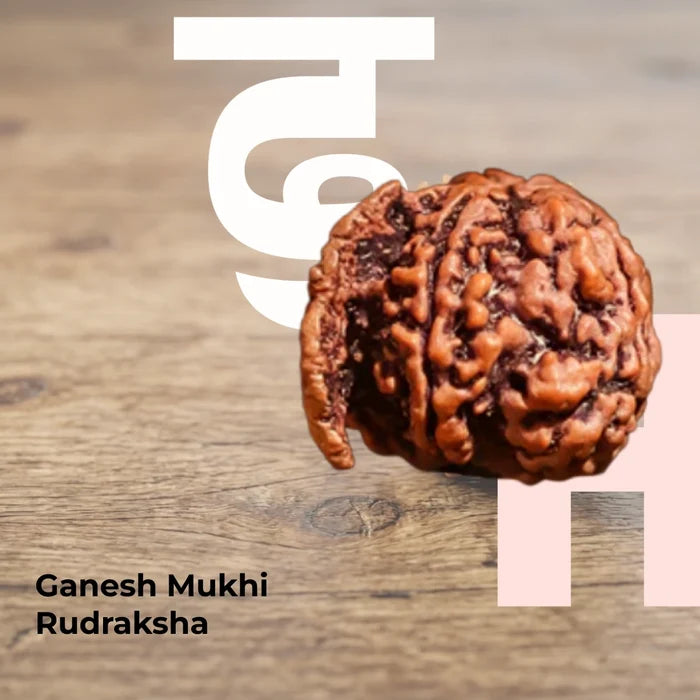 Ganesh Mukhi Rudraksha