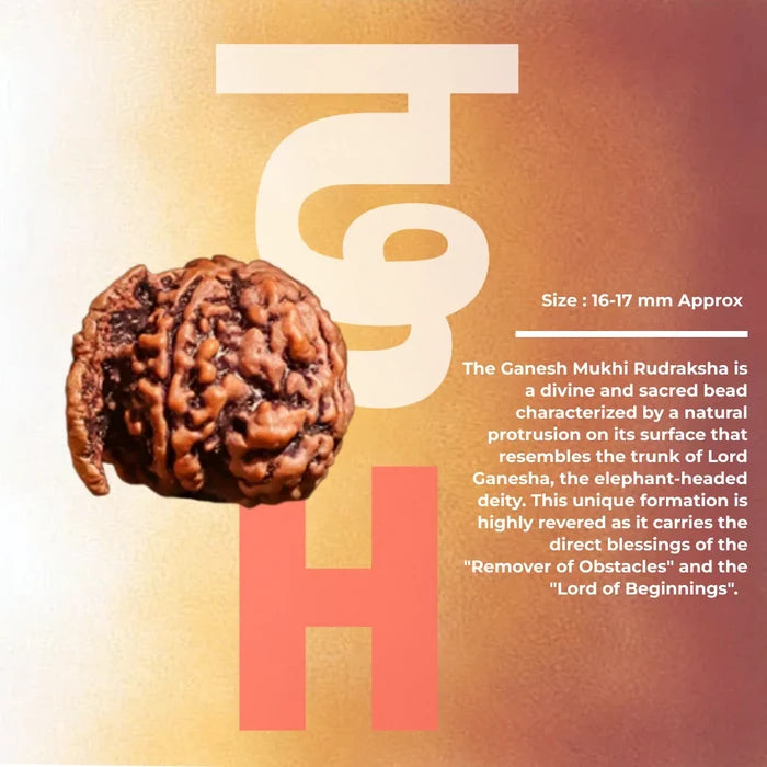 Ganesh Mukhi Rudraksha