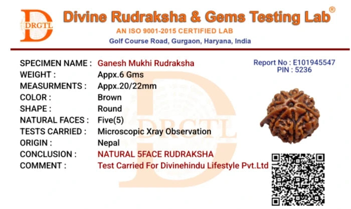 Ganesh Mukhi Rudraksha - view 3